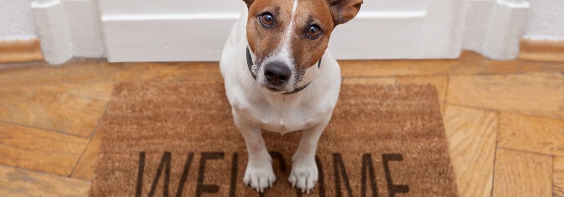 cute dog sitting on a Welcome mat