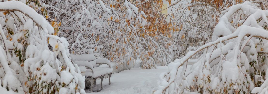 frozen snowy trees and park bench