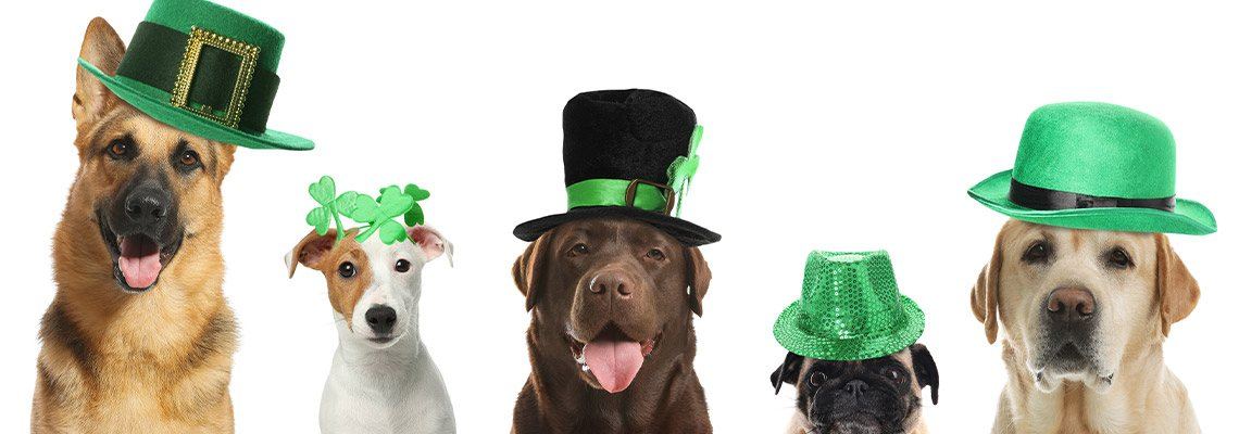 five dogs, some smiling, wearing green Irish hats to celebrate St. Patrick's Day